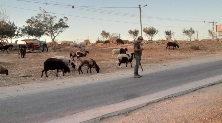 مستوطن يرعى أغنامه بأراضي الزويدين جنوب الخليل