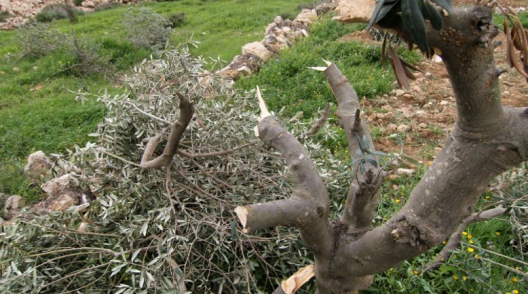 مستوطنون يقطعون عشرات أشجار الزيتون بالمنيا جنوب بيت لحم