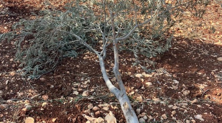 مستوطنون يقطعون أشجار زيتون وحمضيات غرب سلفيت