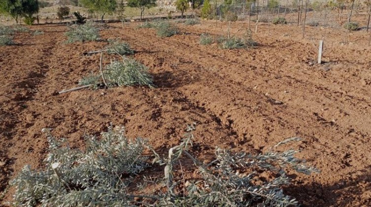 الاحتلال يقتلع عشرات أشجار الزيتون شمال غرب سلفيت