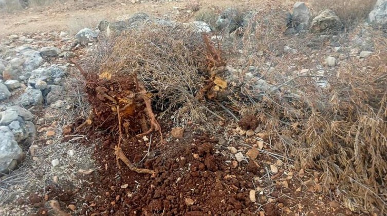 مستوطنون يخربون غرفة زراعية غرب سلفيت