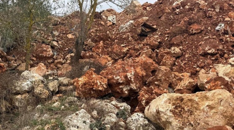 الاحتلال يُجرف مئات أشجار الزيتون في سهل ترمسعيا شمال رام الله