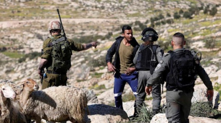 مستوطنون يسرقون مركبة و200 رأس غنم شمال غرب رام الله