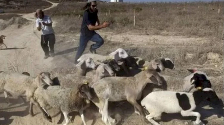 الخليل: مستوطنون يطلقون مواشيهم في محاصيل المواطنين بمسافر يطا