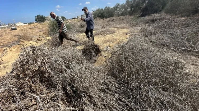 مستوطنون يقطعون 21 شجرة زيتون في المغير شرق رام الله
