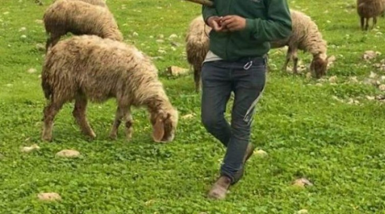 مستوطنون يُتلفون محاصيل زراعية شرق رام الله