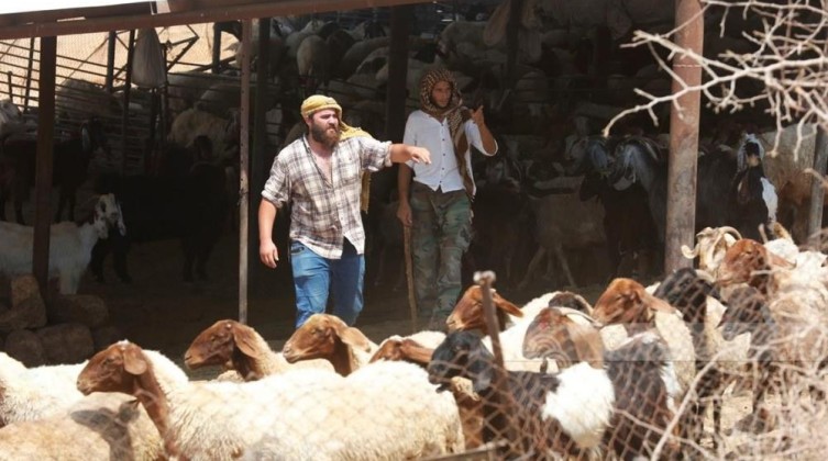 مستوطنون يسرقون أغنامًا بمسافر يطا