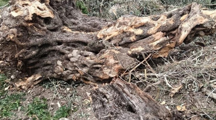 الاحتلال يُجرف أراضي قرية برقة في نابلس لليوم الثاني