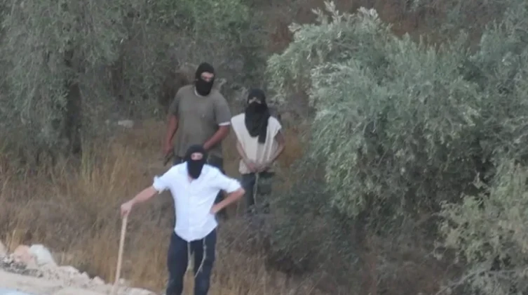 مستعمرون يقطعون نحو 400 شجرة زيتون في سهل ترمسعيا