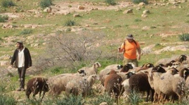 مستوطنون يستولون على مواشي مزارعين شمال رام الله