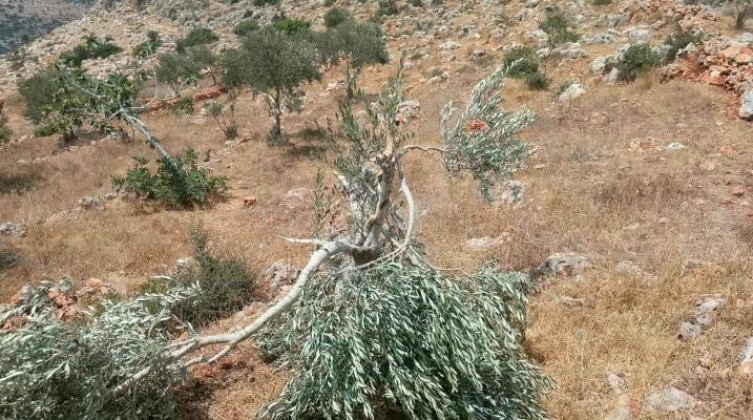 سلفيت: مستوطنون يدمّرون أشجارًا زراعية في وادي قانا