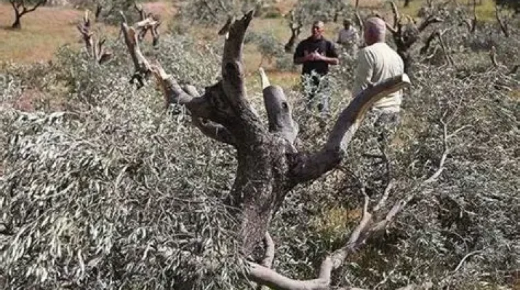 الاحتلال يقتلع مئات أشجار الزيتون ويجرف أراضي جنوب نابلس