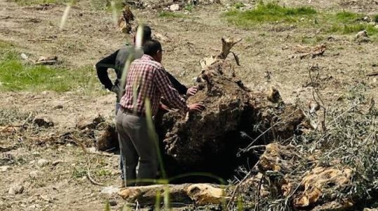 الاحتلال يقتلع أشجار زيتون معمرة غرب جنين