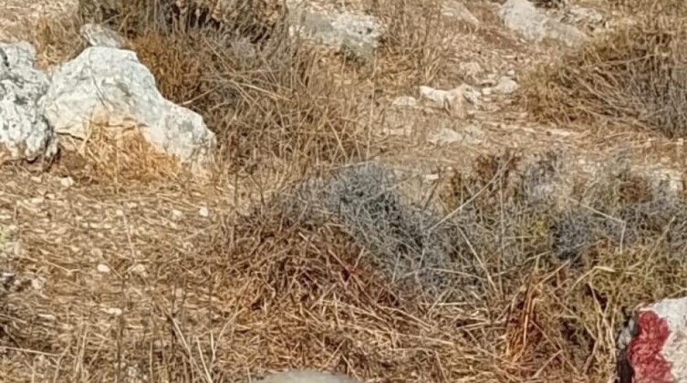 الاحتلال يطلق النار على راعي أغنام ويقتل 3 رؤوس في الخليل