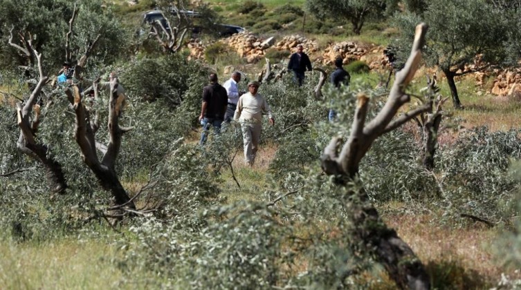 مستوطنون يدمرون محاصيل زراعية جنوبي جنين