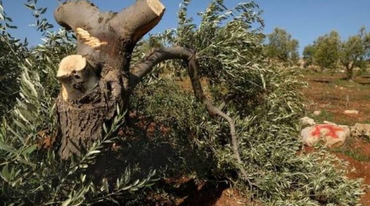 مستوطنون يقطعون عشرات الأشجار المثمرة غرب جنين