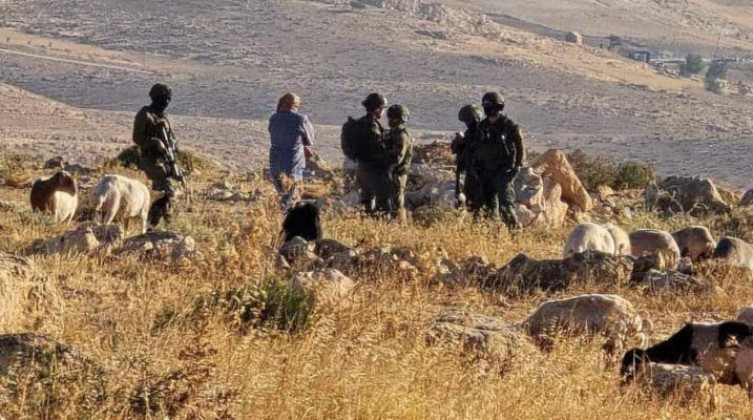 الاحتلال يعتقل مواطنًا أثناء رعيه مواشيه في الأغوار الشمالية