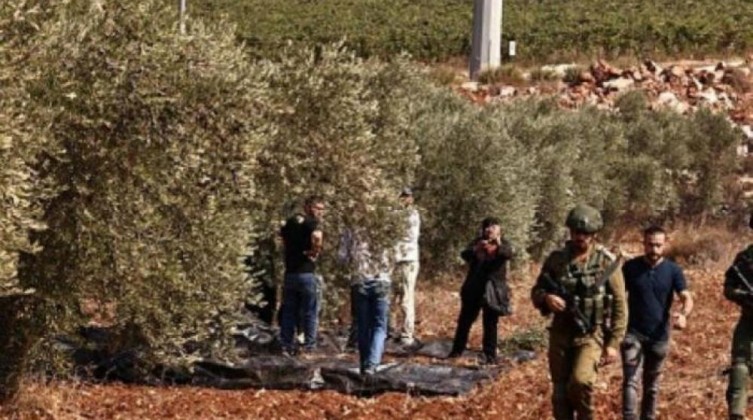 الاحتلال يمنع مزارعي يعبد من قطف الزيتون ويحتجز عددًا منهم
